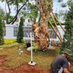 Tukang Taman Tangerang